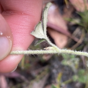 Xanthosia pilosa at Wog Wog, NSW - 28 Sep 2023