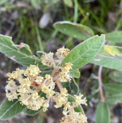 Pomaderris sp. at Wog Wog, NSW - 28 Sep 2023 by NedJohnston