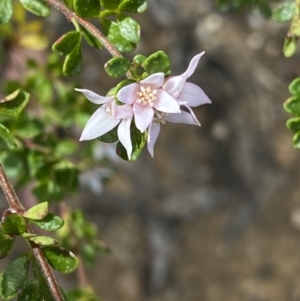 Boronia algida at Wog Wog, NSW - 28 Sep 2023