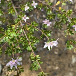 Boronia algida at Wog Wog, NSW - 28 Sep 2023