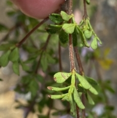 Boronia algida at Wog Wog, NSW - suppressed