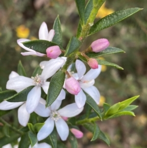 Philotheca myoporoides at Wog Wog, NSW - 28 Sep 2023