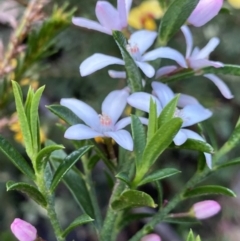 Philotheca myoporoides at Wog Wog, NSW - 28 Sep 2023