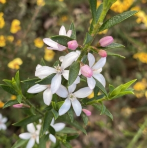 Philotheca myoporoides at Wog Wog, NSW - 28 Sep 2023