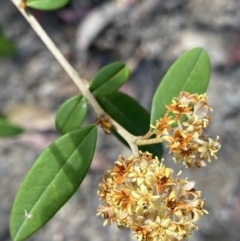Pomaderris andromedifolia at Wog Wog, NSW - 27 Sep 2023 by Ned_Johnston