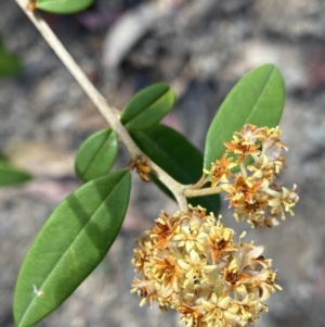 Pomaderris andromedifolia subsp. andromedifolia at Wog Wog, NSW - 28 Sep 2023