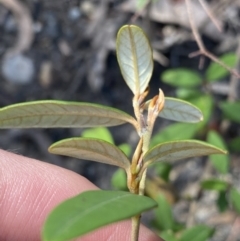 Pomaderris andromedifolia subsp. andromedifolia at Wog Wog, NSW - 28 Sep 2023