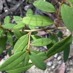 Pomaderris andromedifolia subsp. andromedifolia at Wog Wog, NSW - 28 Sep 2023