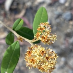 Pomaderris andromedifolia subsp. andromedifolia at Wog Wog, NSW - 28 Sep 2023