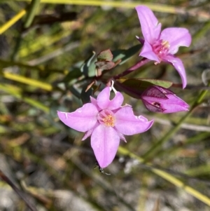 Boronia barkeriana at Wog Wog, NSW - 28 Sep 2023 10:03 AM