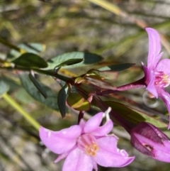 Boronia barkeriana at Wog Wog, NSW - 28 Sep 2023 10:03 AM