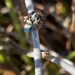 Maratus amabilis (Amiable Peacock Spider) at QPRC LGA - 28 Sep 2023 by Ned_Johnston