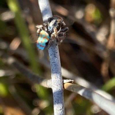 Maratus amabilis (Amiable Peacock Spider) at Wog Wog, NSW - 28 Sep 2023 by Ned_Johnston