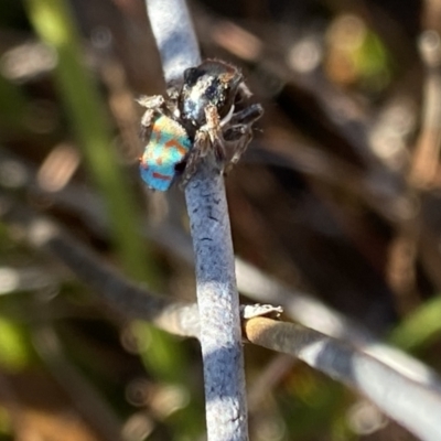 Maratus amabilis (Amiable Peacock Spider) at Wog Wog, NSW - 28 Sep 2023 by NedJohnston