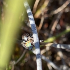 Maratus amabilis at Wog Wog, NSW - 28 Sep 2023