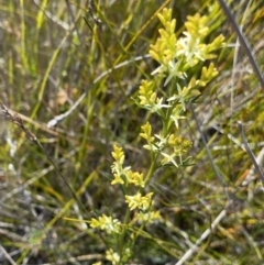 Symphionema paludosum at Wog Wog, NSW - 28 Sep 2023 by NedJohnston