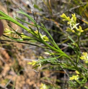 Symphionema paludosum at Wog Wog, NSW - 28 Sep 2023