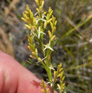 Symphionema paludosum at Wog Wog, NSW - 28 Sep 2023