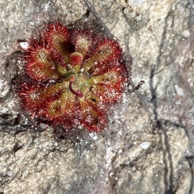 Drosera spatulata (Common Sundew) at Wog Wog, NSW - 28 Sep 2023 by Ned_Johnston