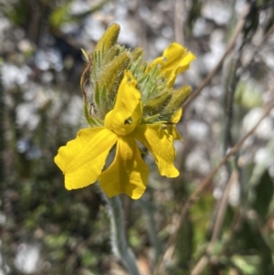 Goodenia glomerata at Gundary, NSW - 28 Sep 2023