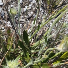 Goodenia glomerata at Gundary, NSW - 28 Sep 2023