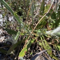 Goodenia glomerata at Gundary, NSW - 28 Sep 2023