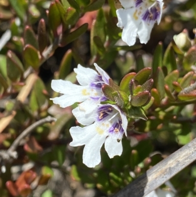 Prostanthera saxicola var. montana at Wog Wog, NSW - 28 Sep 2023 by NedJohnston