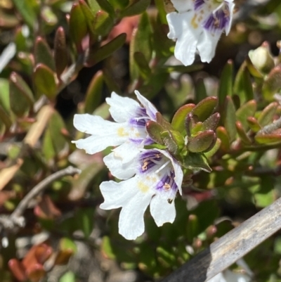 Prostanthera saxicola var. montana at Wog Wog, NSW - 28 Sep 2023 by Ned_Johnston