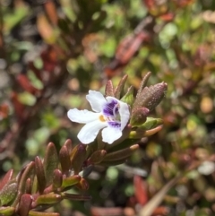 Prostanthera saxicola var. montana at Wog Wog, NSW - 28 Sep 2023 11:29 AM