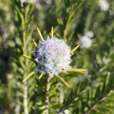 Unverified Pea at Wog Wog, NSW - 28 Sep 2023 by NedJohnston