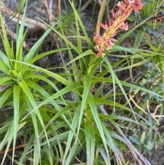 Dracophyllum secundum at Wog Wog, NSW - 28 Sep 2023