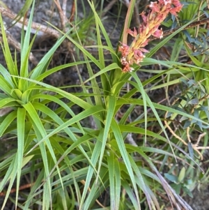 Dracophyllum secundum at Wog Wog, NSW - 28 Sep 2023