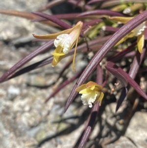 Dockrillia striolata at Wog Wog, NSW - suppressed