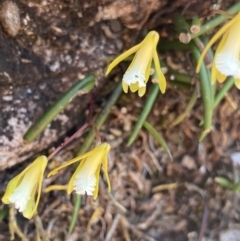 Dockrillia striolata at Wog Wog, NSW - suppressed