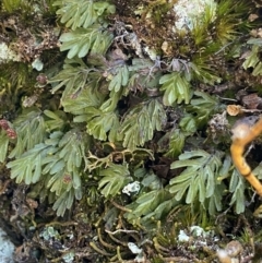 Hymenophyllum cupressiforme (Common Filmy Fern) at Wog Wog, NSW - 28 Sep 2023 by NedJohnston