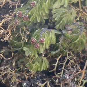 Hymenophyllum cupressiforme at Wog Wog, NSW - 28 Sep 2023