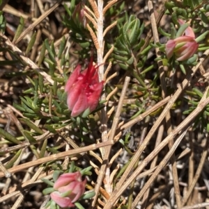 Darwinia taxifolia subsp. macrolaena at Wog Wog, NSW - 28 Sep 2023 11:32 AM