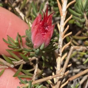 Darwinia taxifolia subsp. macrolaena at Wog Wog, NSW - 28 Sep 2023 11:32 AM