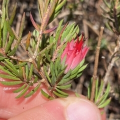 Darwinia taxifolia subsp. macrolaena at Wog Wog, NSW - 28 Sep 2023 11:32 AM