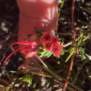 Darwinia taxifolia subsp. macrolaena at Wog Wog, NSW - 28 Sep 2023 11:32 AM