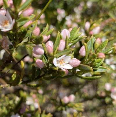 Philotheca myoporoides (Long-leaf Wax-Flower) at Wog Wog, NSW - 28 Sep 2023 by Ned_Johnston