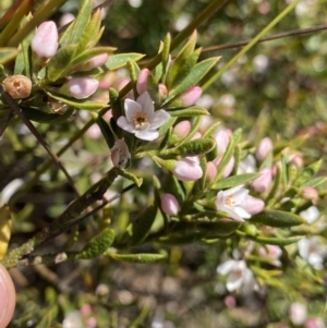 Philotheca myoporoides at Wog Wog, NSW - 28 Sep 2023