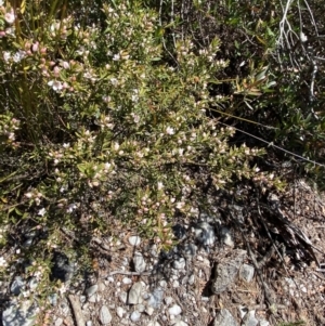 Philotheca myoporoides at Wog Wog, NSW - 28 Sep 2023 12:28 PM