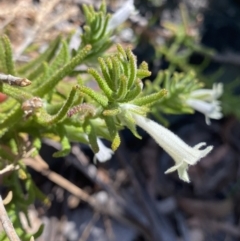 Chloanthes stoechadis at Wog Wog, NSW - 28 Sep 2023 by NedJohnston