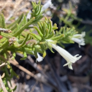 Chloanthes stoechadis at Wog Wog, NSW - 28 Sep 2023