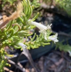 Chloanthes stoechadis at Wog Wog, NSW - 28 Sep 2023