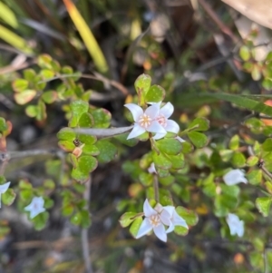 Boronia algida at Wog Wog, NSW - 28 Sep 2023