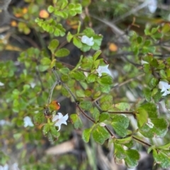 Boronia algida at Wog Wog, NSW - 28 Sep 2023