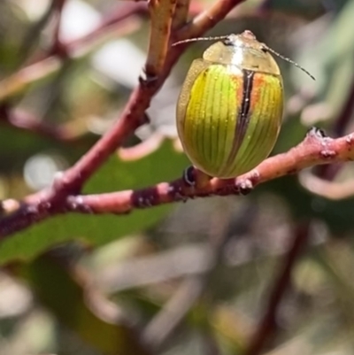 Paropsisterna hectica (A leaf beetle) at Wog Wog, NSW - 28 Sep 2023 by Ned_Johnston