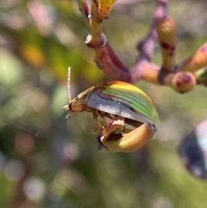 Paropsisterna hectica at Wog Wog, NSW - 28 Sep 2023